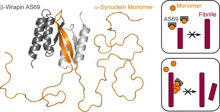 Beta-Wrapin Prevents Elongation and Formation of New Protein Fibrils