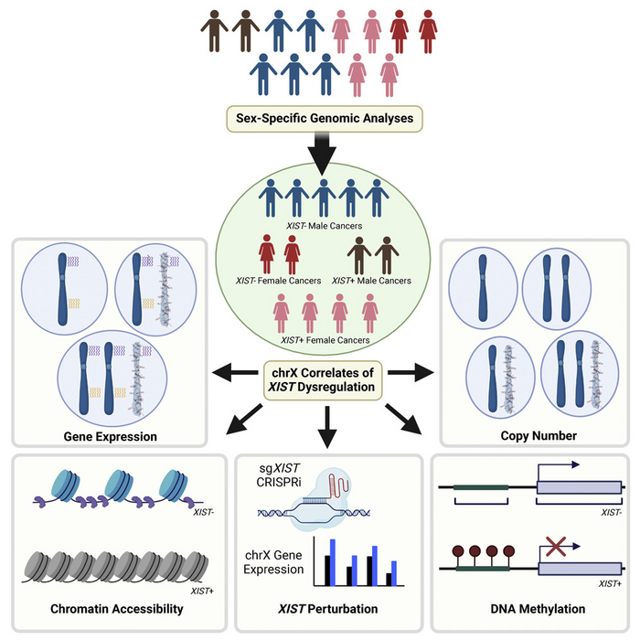 Graphical abstract depicting the studys workflow