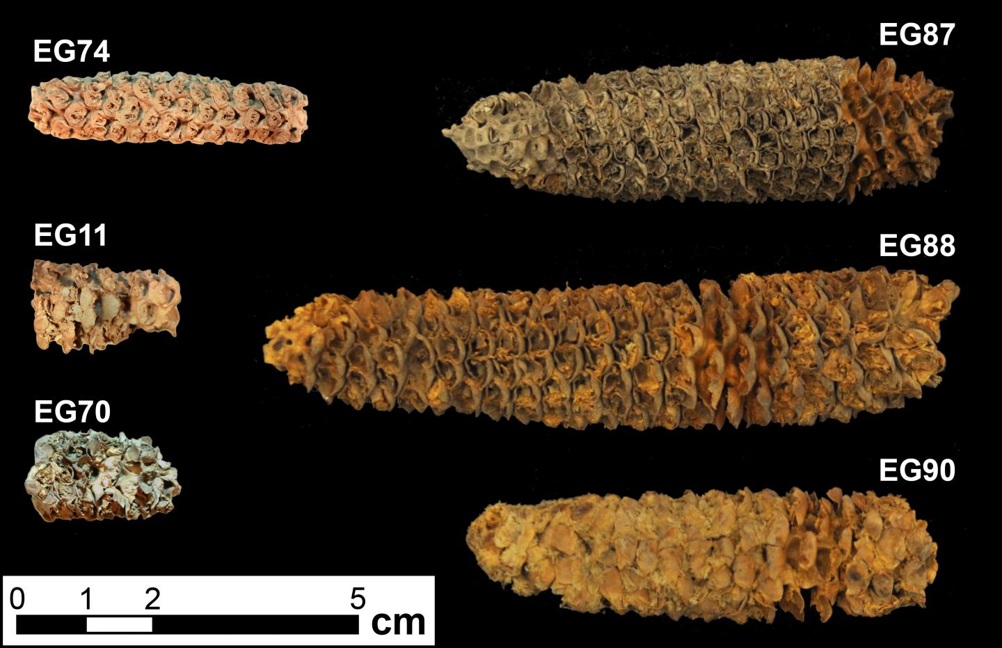 Archaeological maize cobs from the El Gigante rock shelter, Honduras.