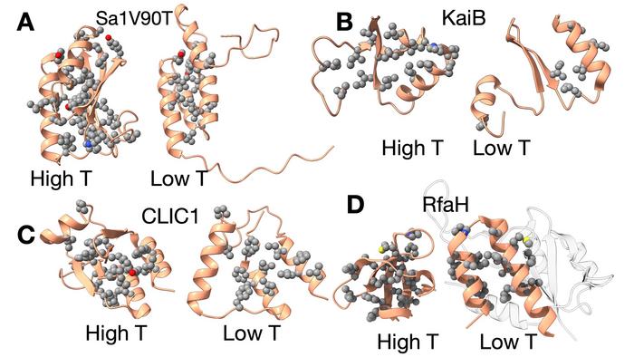 Metamorphic proteins