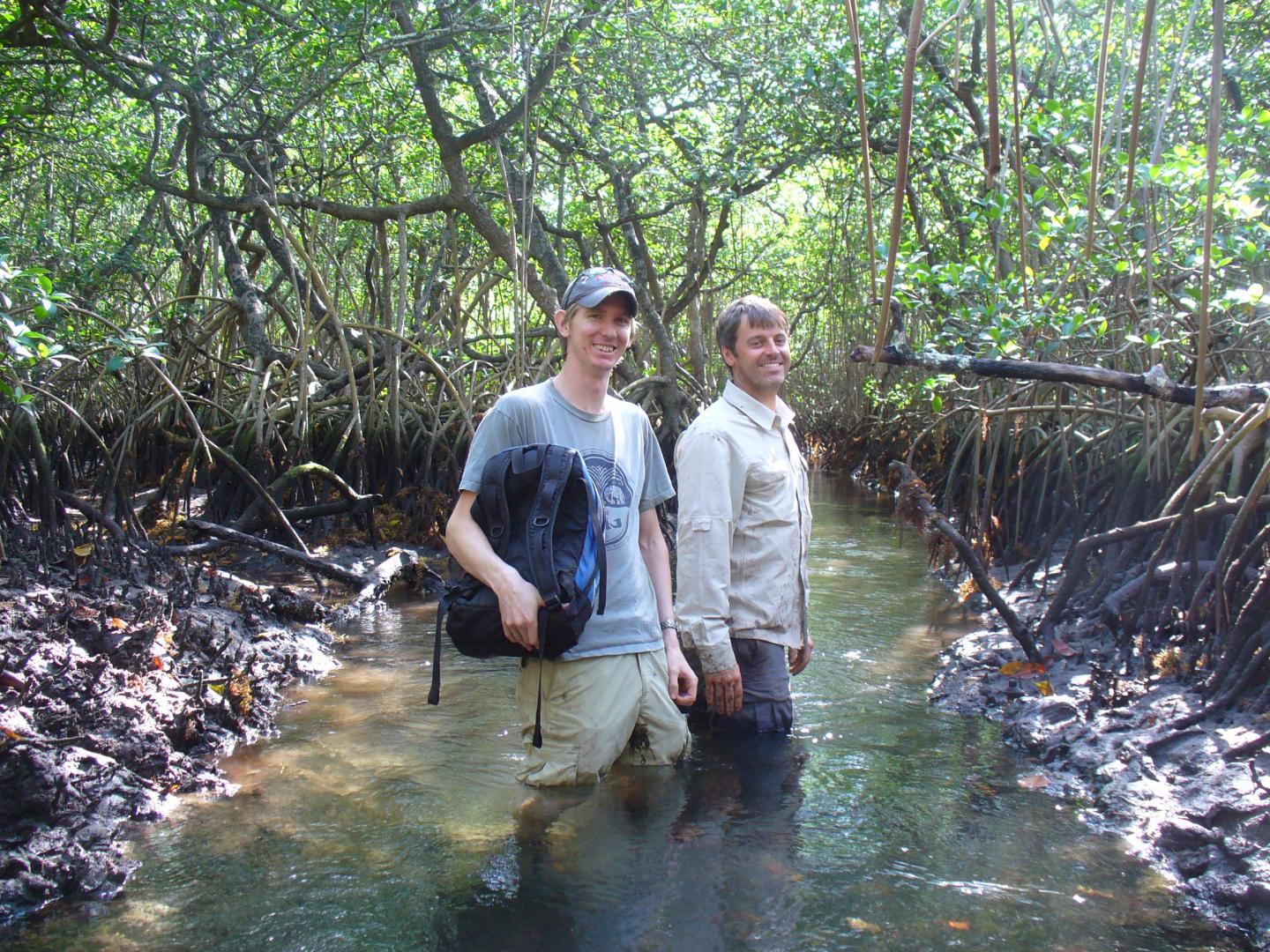 Mangroves at Risk if Carbon Emissions not Reduced by 2050, International Scientists Predict