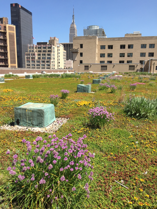 USPS. The green roof is located above the US Post Office’s Morgan Processing and Distribution Center in Manhattan, NYC.