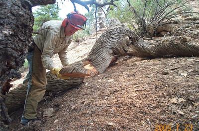 Sampling Thousand-Year-Old Wood