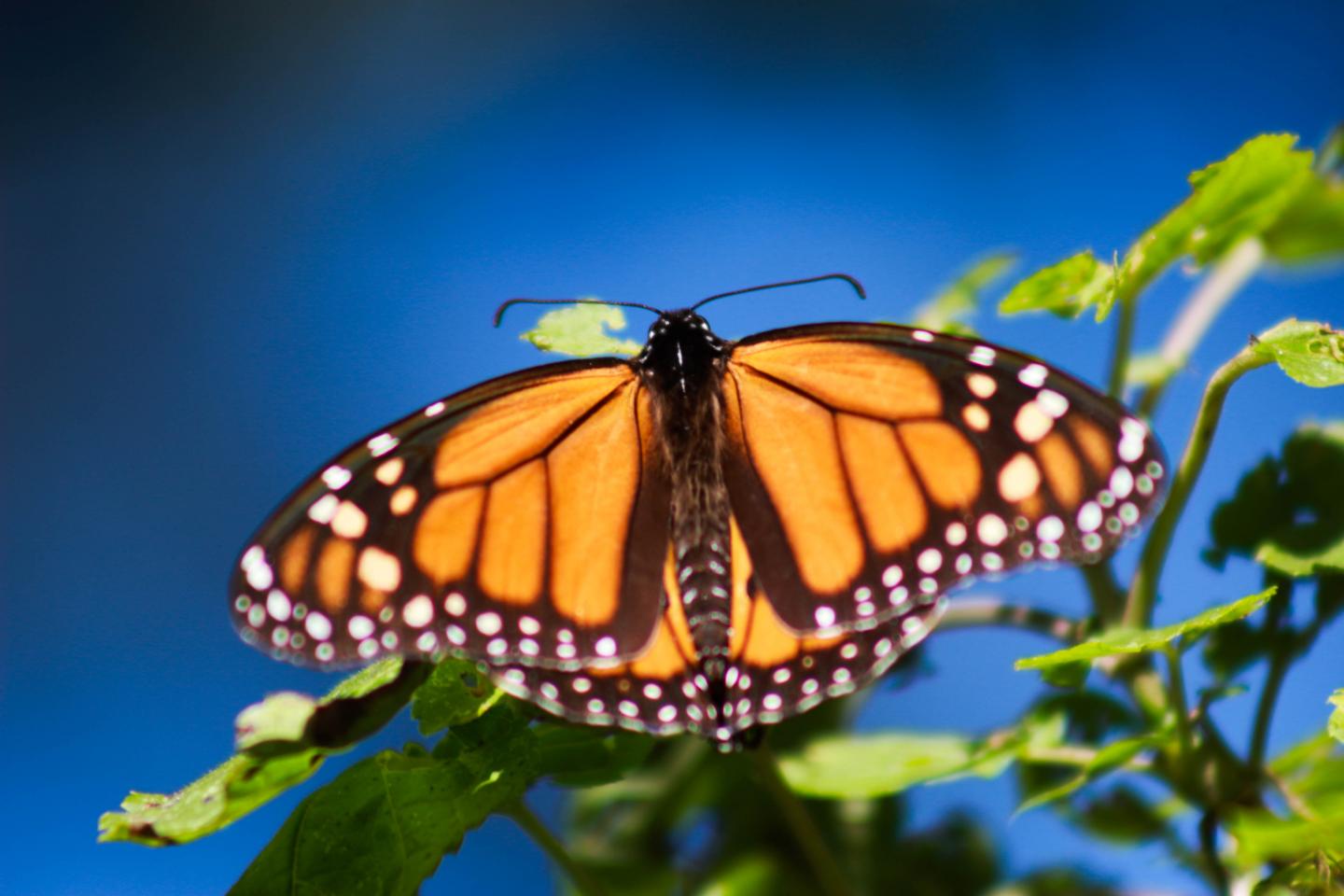 Eastern monarch butterfly