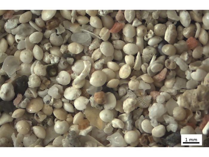 beach sand in Greece foraminifera - image 5.jpg