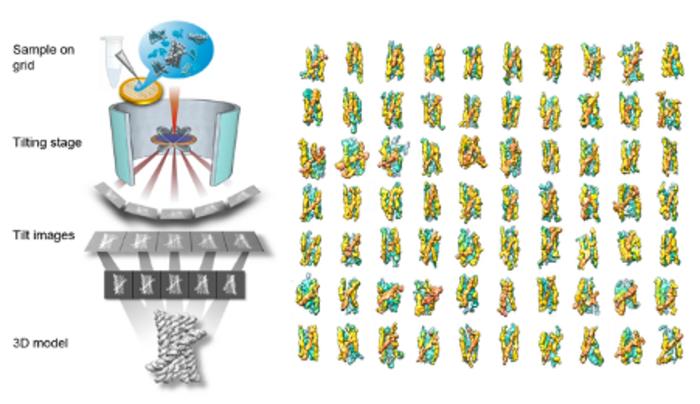 Visualizing RNA Assembly: From Cryo-Electron Tomography to 3D Structure