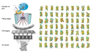 Visualizing RNA Assembly: From Cryo-Electron Tomography to 3D Structure