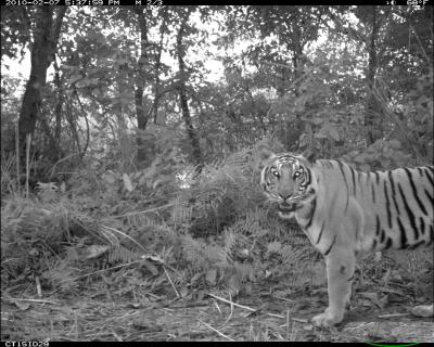 Tiger Camera in Chitwan National Forest