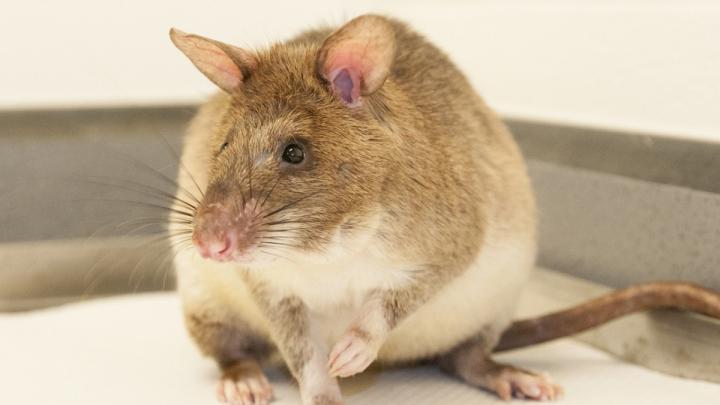 African Giant Pouched Rat