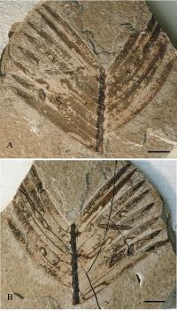 Fossilized Insect Traces