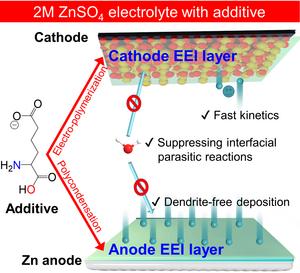 Schematic illustration of the function mechanism of glutamate additives for aqueous zinc batteries.