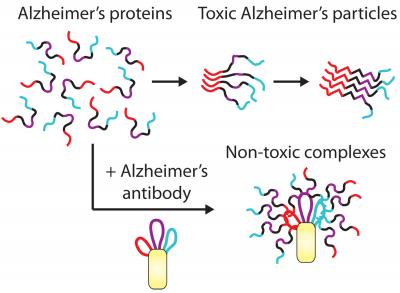 Combating Alzheimer's and Parkinson's Disease with Novel Antibodies
