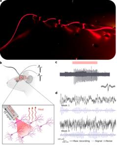 Development and validation of the neural interface.