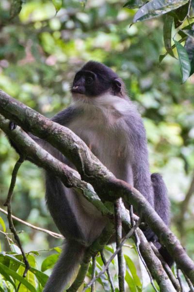 Grizzled Langur (1 of 3)