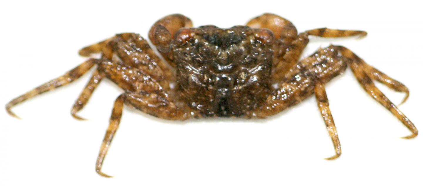 The New Crab Species <em>Haberma tingkok</em>
