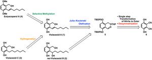 Synthesis of Eutyscoparol A (4) and Violaceoid C (3)