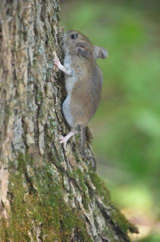 White footed mouse, Gault nature reserve