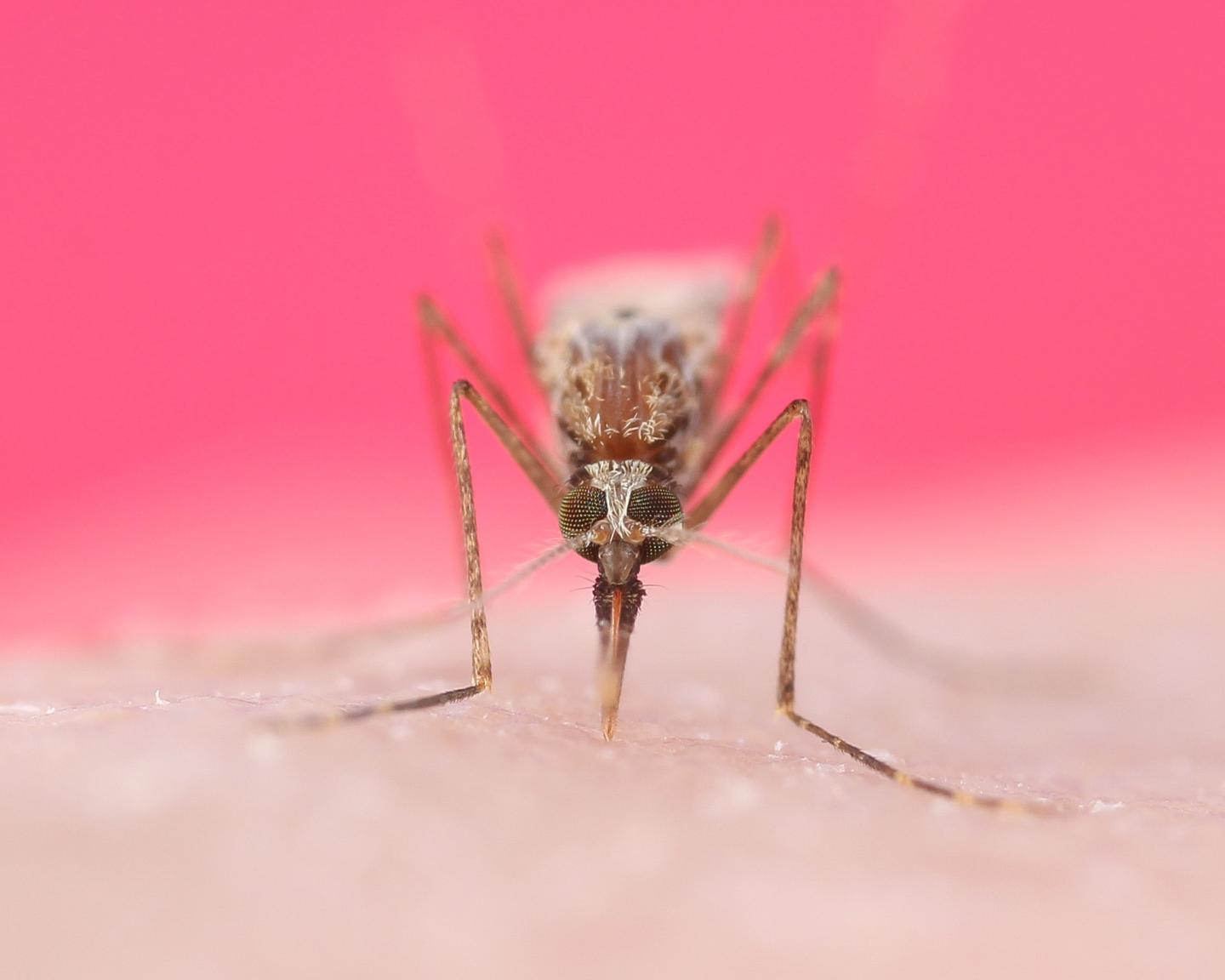 Research Looks at Sensory Cues to Keep Mosquitoes from Biting Humans