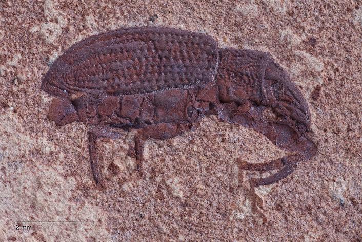 Weevil Fossil