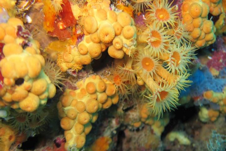 Cluster anemone, the Stocky tTpe