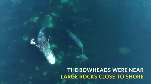 Aerial Drone Footage of Bowhead Whales in Canada's Arctic