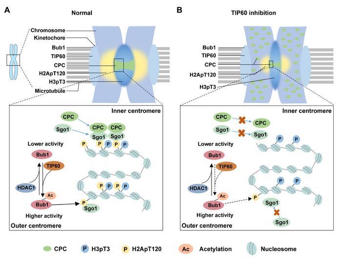 Regulation and function of the Bub1 acetylation/deacetylation cycle