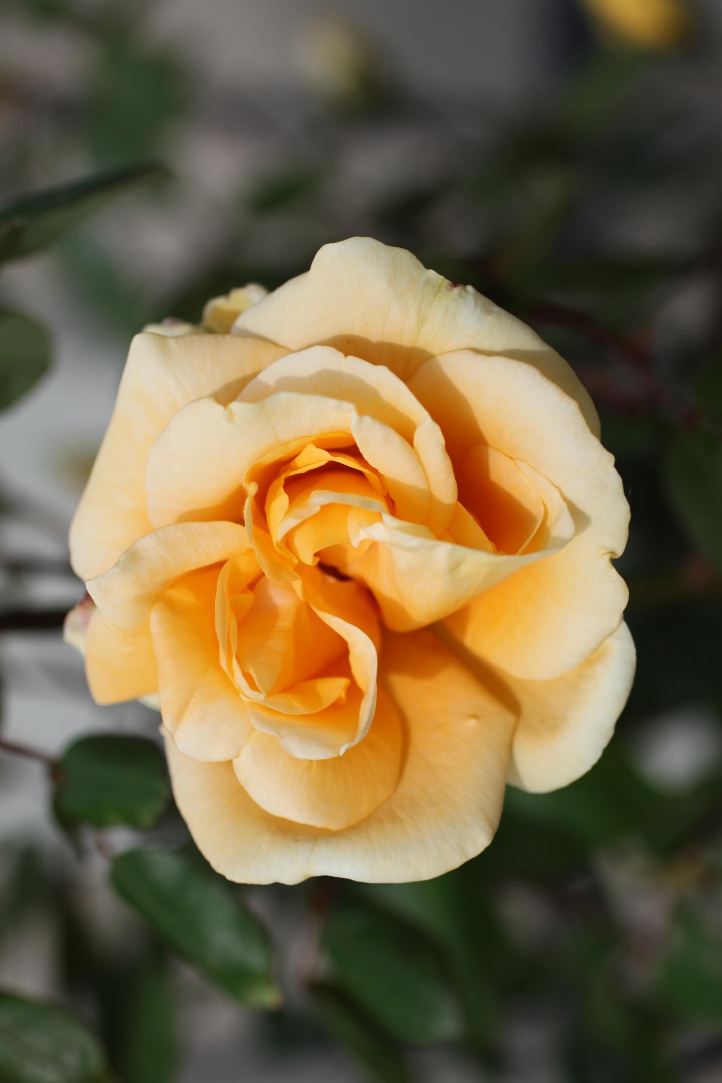 Unexpected Enzyme May Resurrect Roses' Fading Scents (5 of 6)