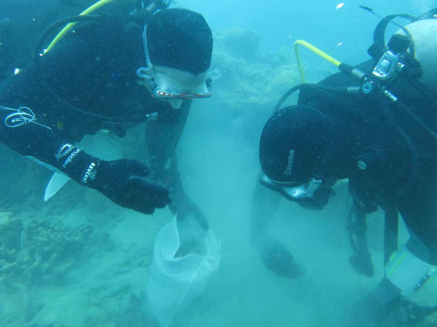 Decline of Branching Corals
