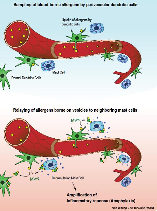 Sampling of Blood-Borne Allergens by Perivascular Dendritic Cells