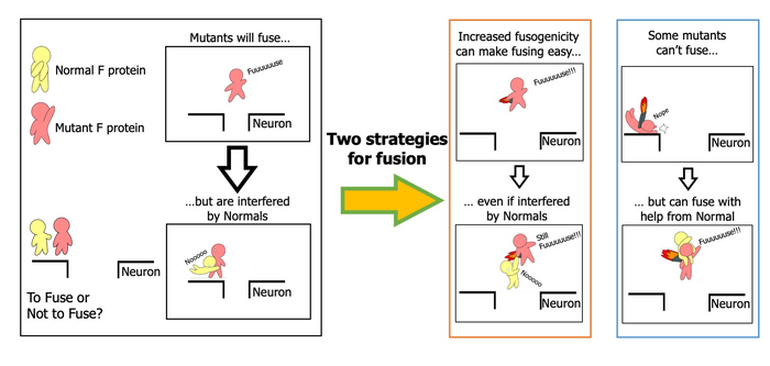 The two strategies that mutant measles viruses use to infect the brain