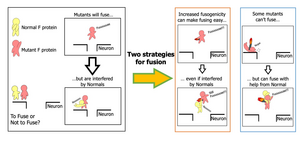 The two strategies that mutant measles viruses use to infect the brain