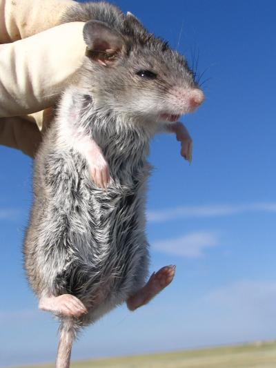 Little Mouse on the Prairie