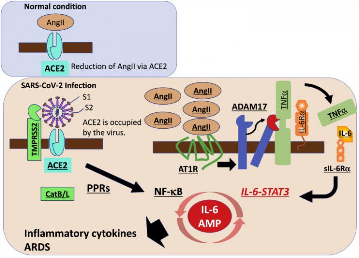 The Proposed Molecular Pathways