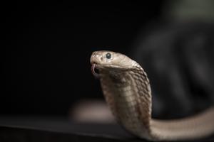 Snaking toward a universal antivenom - Vimarsana News