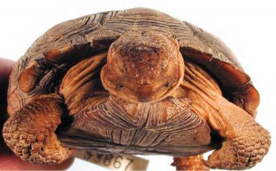 <i>Gopherus morafkai</i>