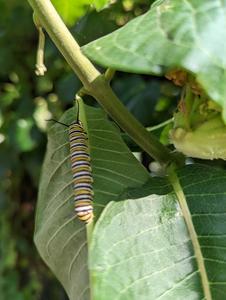 Caterpillar on milkweed