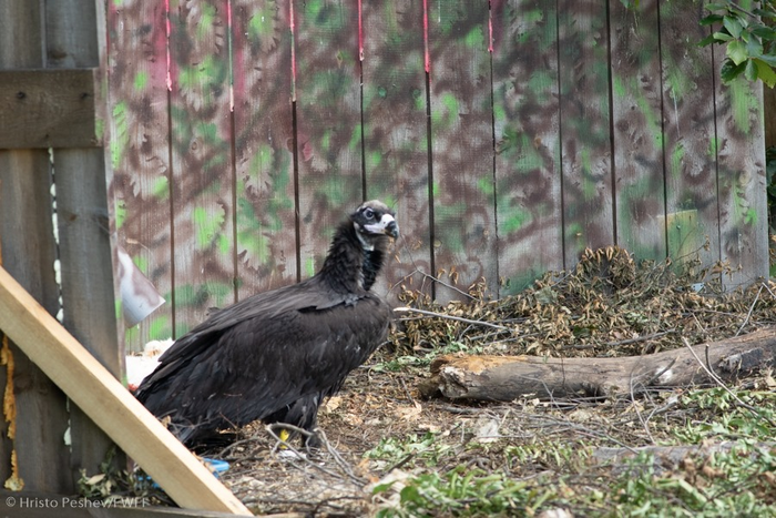 Cinereous Vulture
