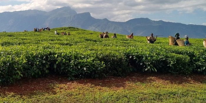 Tea planation in Malawi