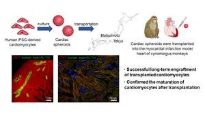 A new protocol for regenerative heart therapy