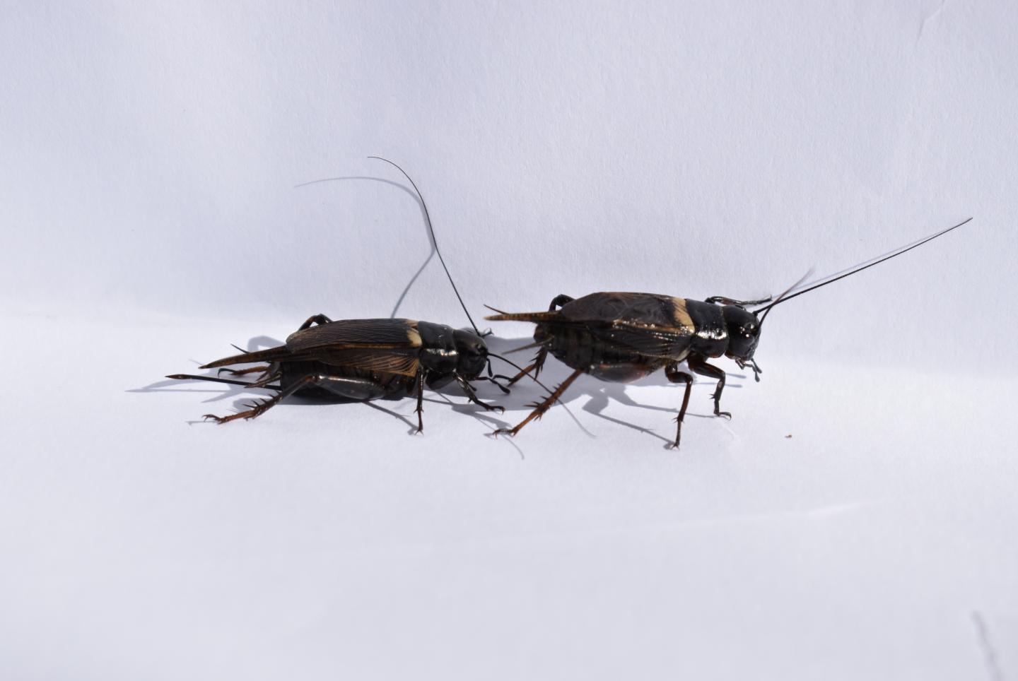 Female cricket (Gryllus bimaculatus) approaching male