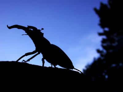 Male Stag Beetle (2 of 2)