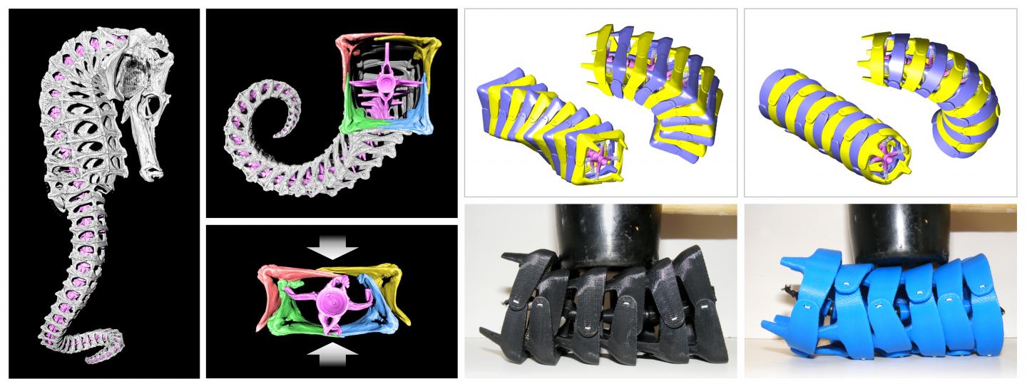 Seahorse Skeleton, Tail and 3-D Printed Prototypes