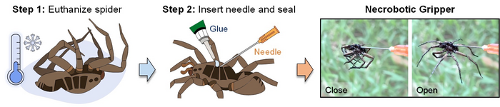 turning dead spiders into necrobotic grippers