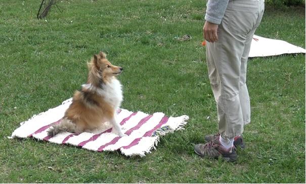 I, the obstacle - dogs show body-awareness, a new component of mental self-representation
