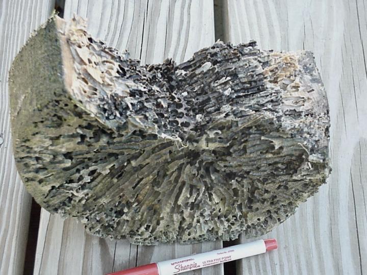 Section of a piling attacked by shipworms in Belfast, Maine