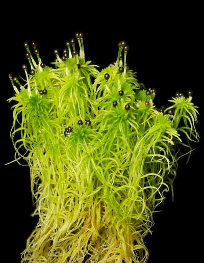 Reproductive <i>Sphagnum</i> Peat Moss