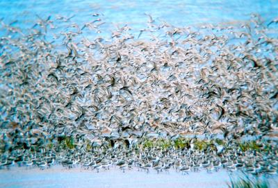 Sandpipers Exhibit Different Feeding Behavior Depending on Position in Group (2 of 3)