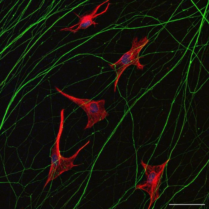 Co-cultured motor neurons and astrocytes
