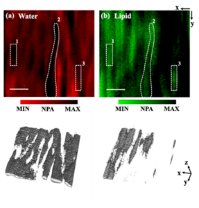 2-D and 3-D images of water and lipid distribution in fresh meat samples.