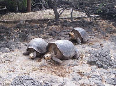 Giant Tortoises